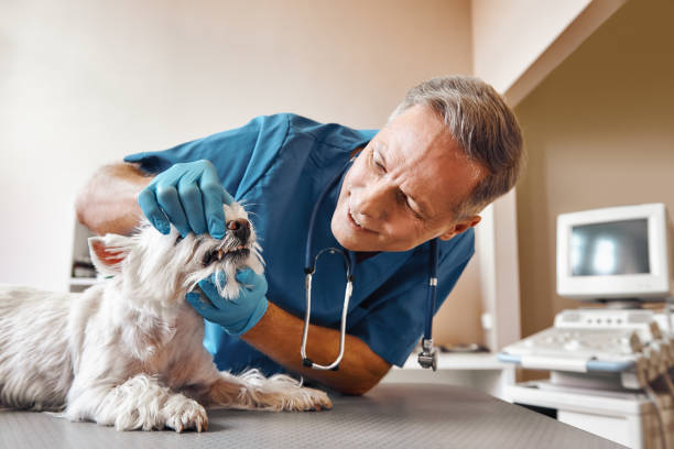Best Same-Day Emergency Dental Services in Elgin, MN